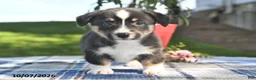 Welsh Corgi Pembroke dogs for sale: Clove  - Ad 1