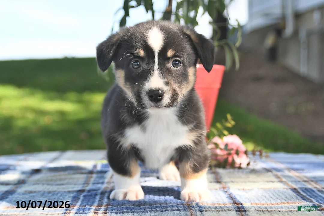 Welsh Corgi Pembroke dogs for sale: Clove  - Ad 1