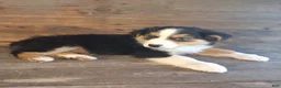 Australian Shepherd dogs for sale: Adam - Ad 11