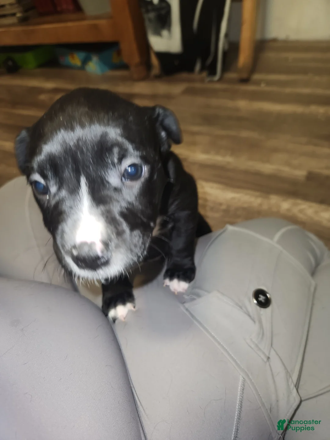 American Pit Bull Terrier dogs for sale: American Pit Bull Terrier 10 - Ad 1