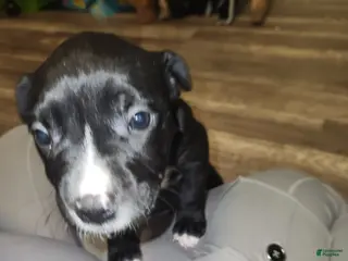 American Pit Bull Terrier dogs American Pit Bull Terrier 10 - Ad 26