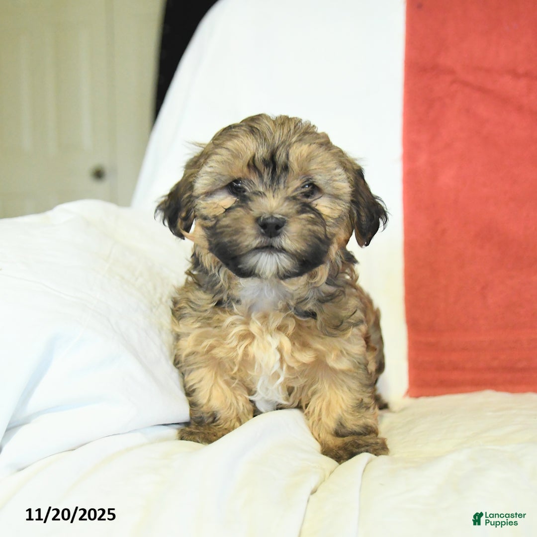 Shorkie dogs for sale: Moon  - Ad 1