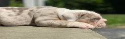 English Bulldog dogs for sale: Daisy - Ad 5