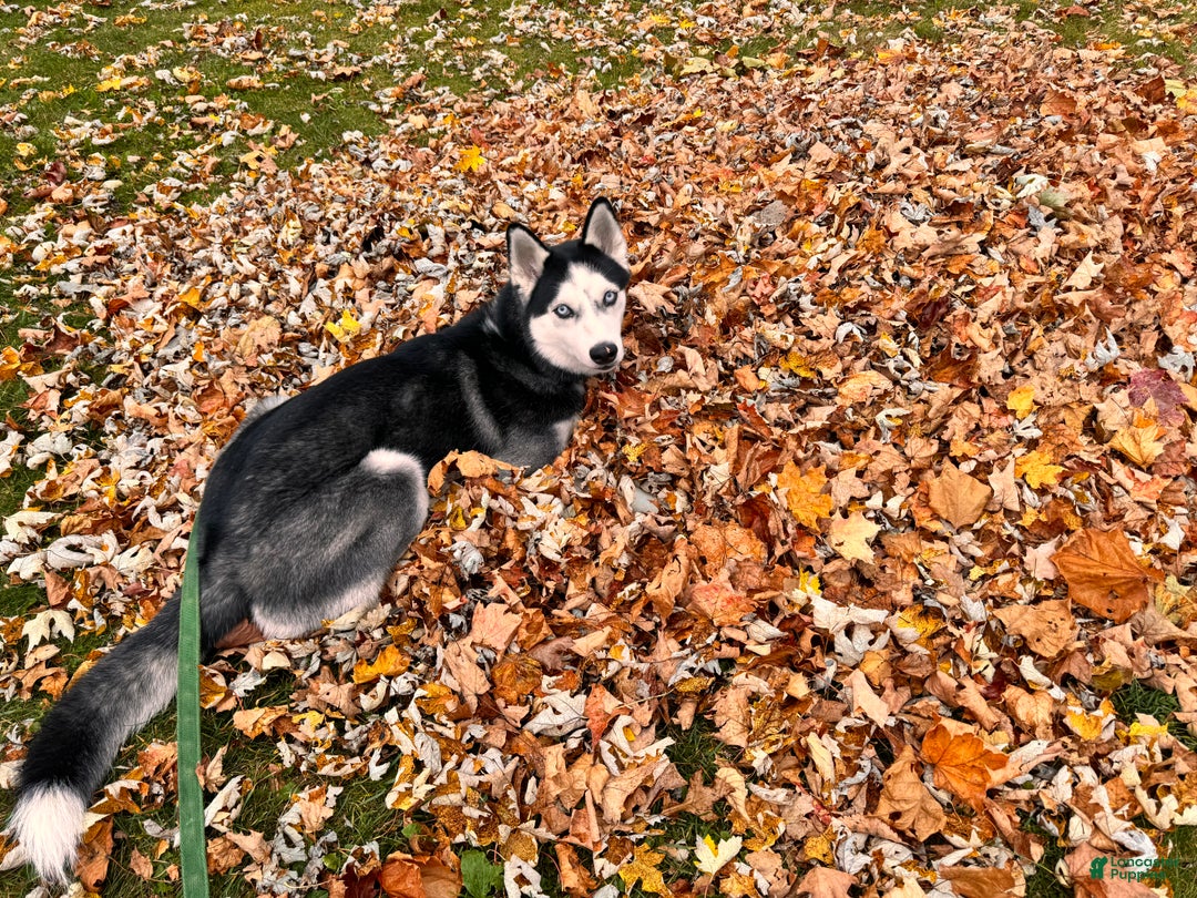 Siberian Husky dogs for sale: Siberian Husky Puppy 5 - Ad 12