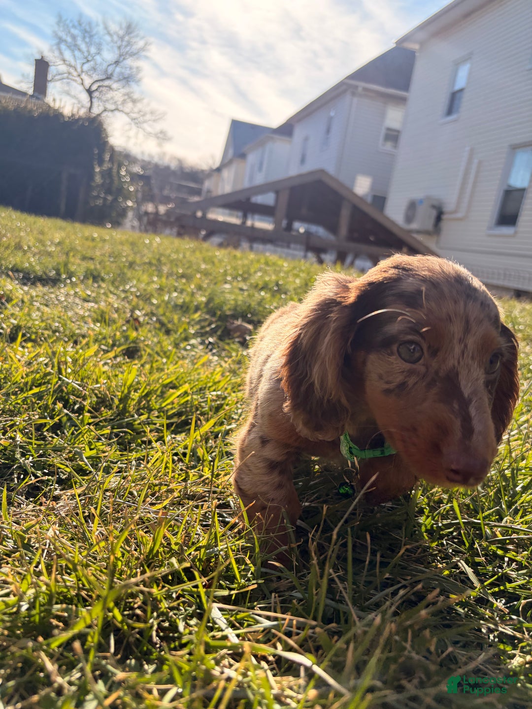 Miniature Dachshund dogs for sale: Loki - Ad 3