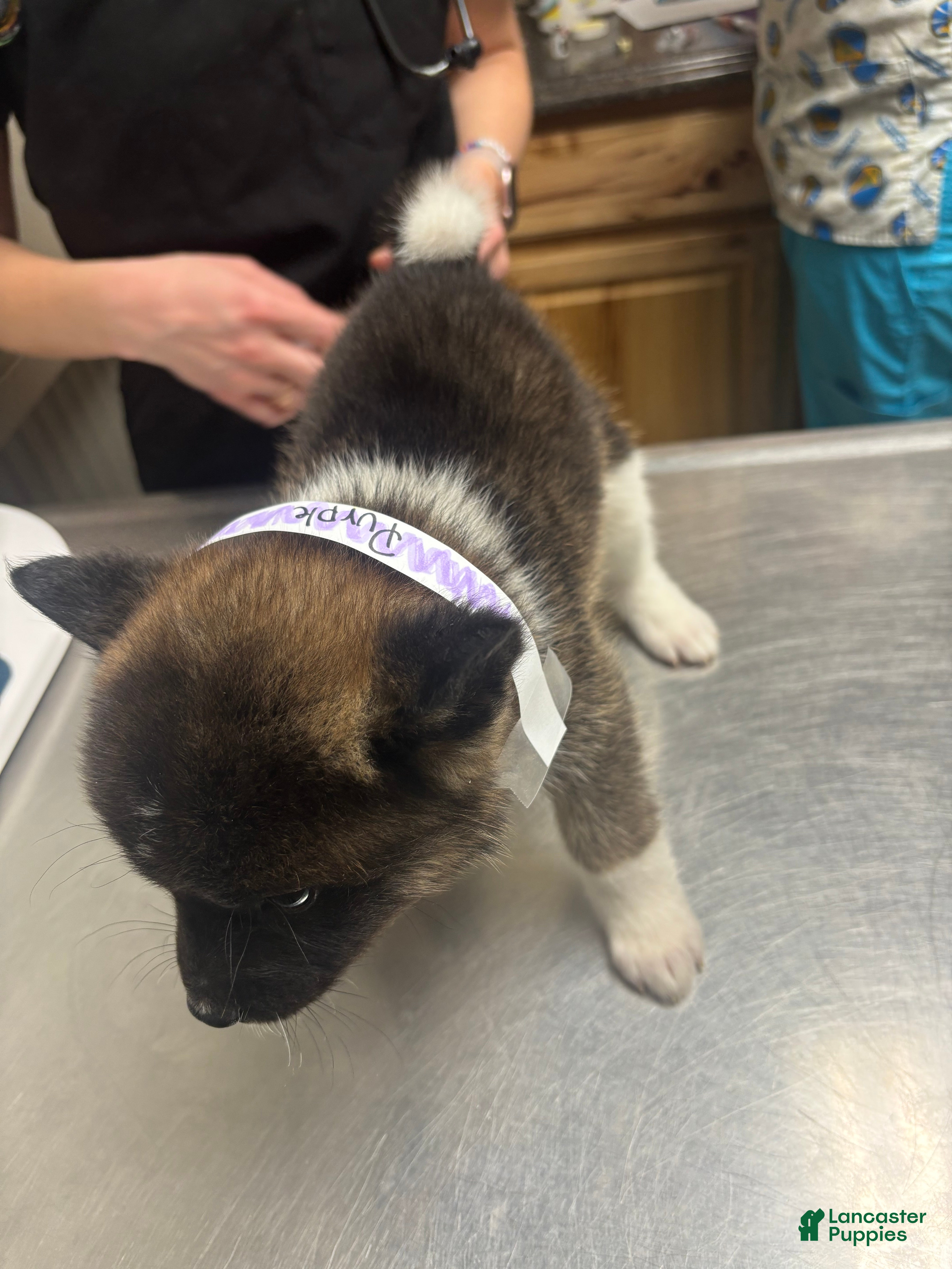 Akita dogs Akita Puppy 1 - Ad 29