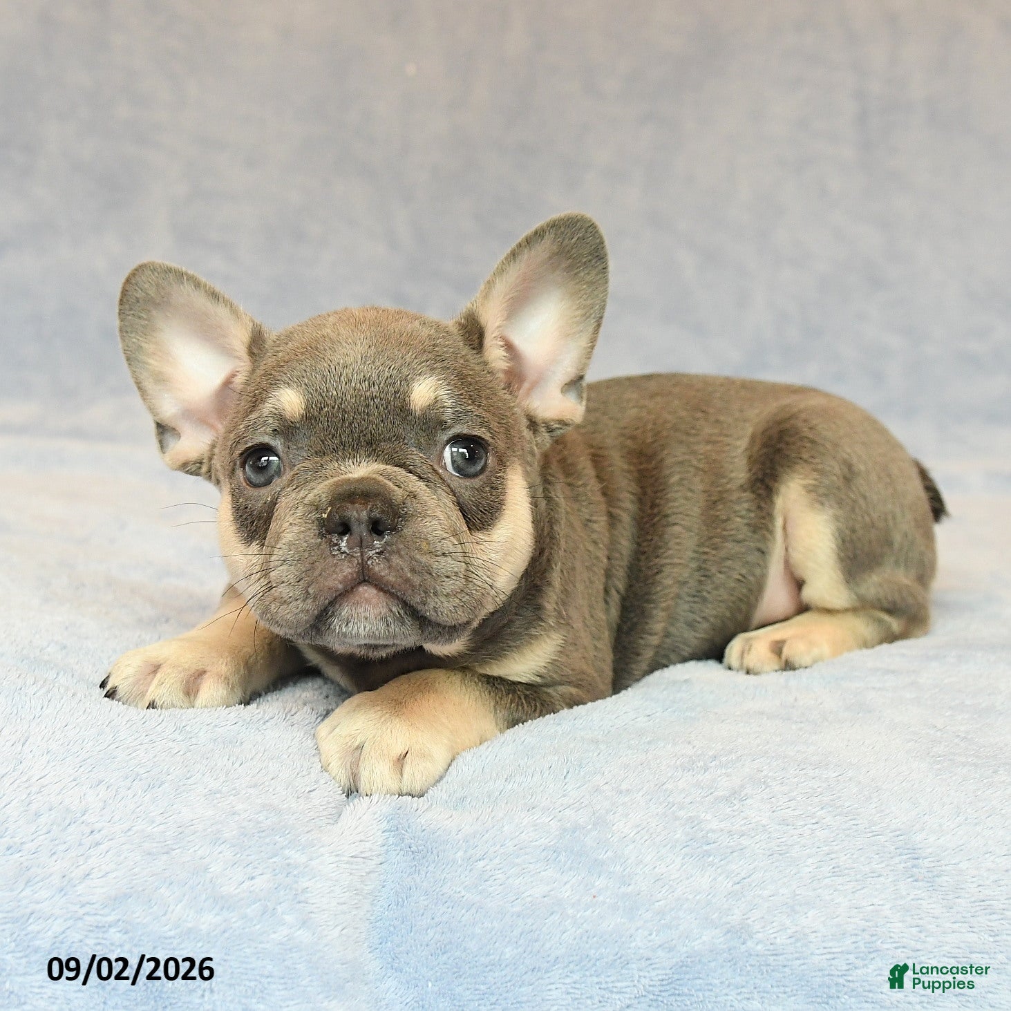 French Bulldog dogs Trek  - Ad 2