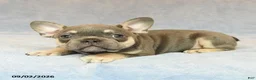French Bulldog dogs for sale: Trek  - Ad 2