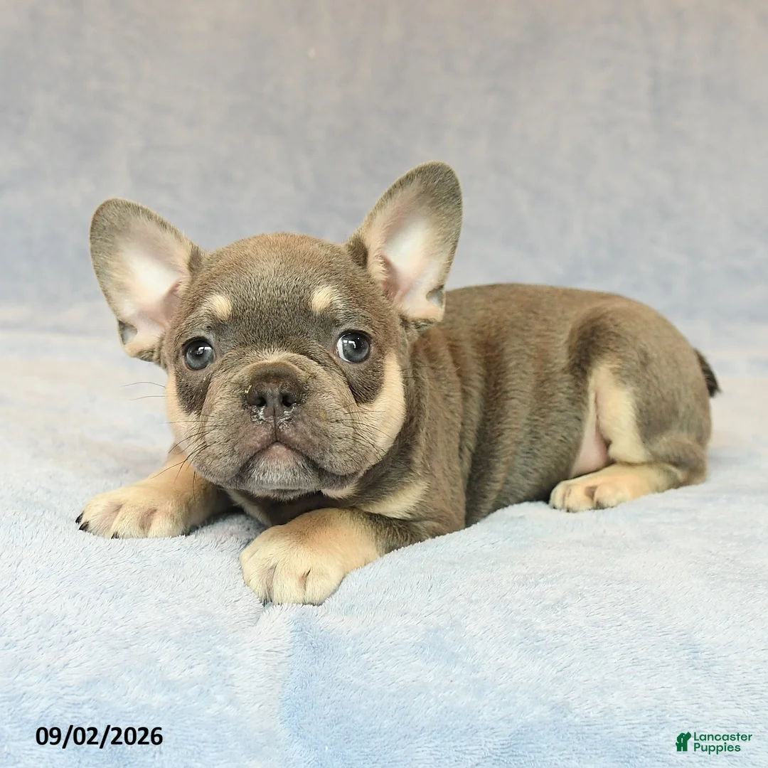 French Bulldog dogs for sale: Trek  - Ad 2