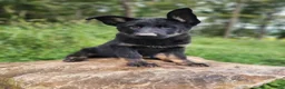 German Shepherd dogs for sale:  Timba - Ad 4
