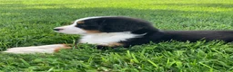 Bernese Mountain Dog dogs for sale: JJ - Ad 4
