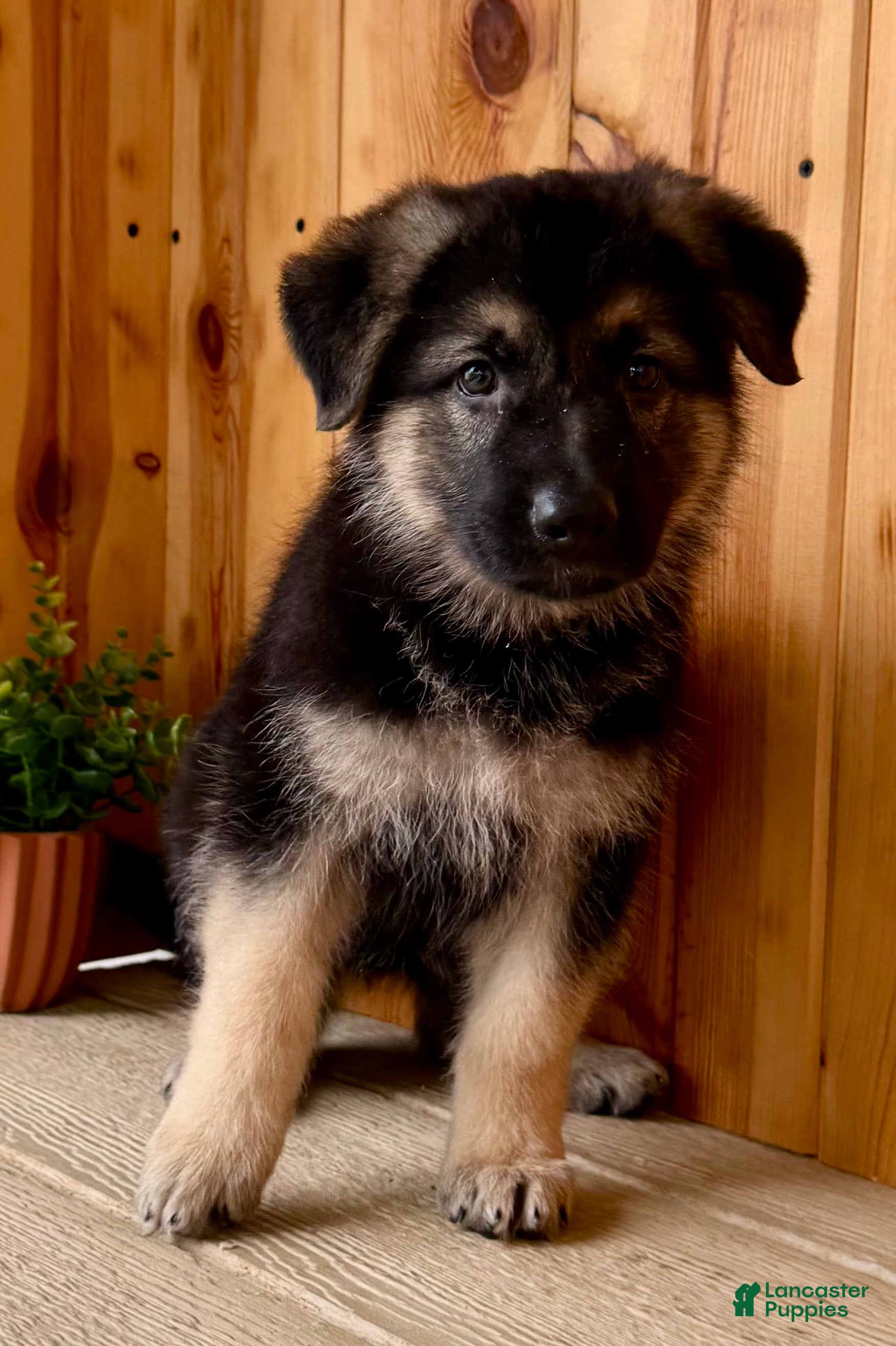 German Shepherd dogs Prissy  - Ad 1
