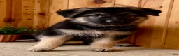 German Shepherd dogs for sale: Prissy  - Ad 4