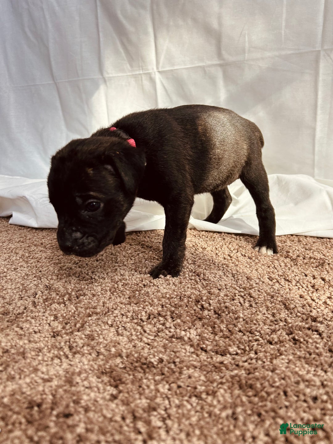 Cane Corso dogs for sale: Artemis - Ad 2
