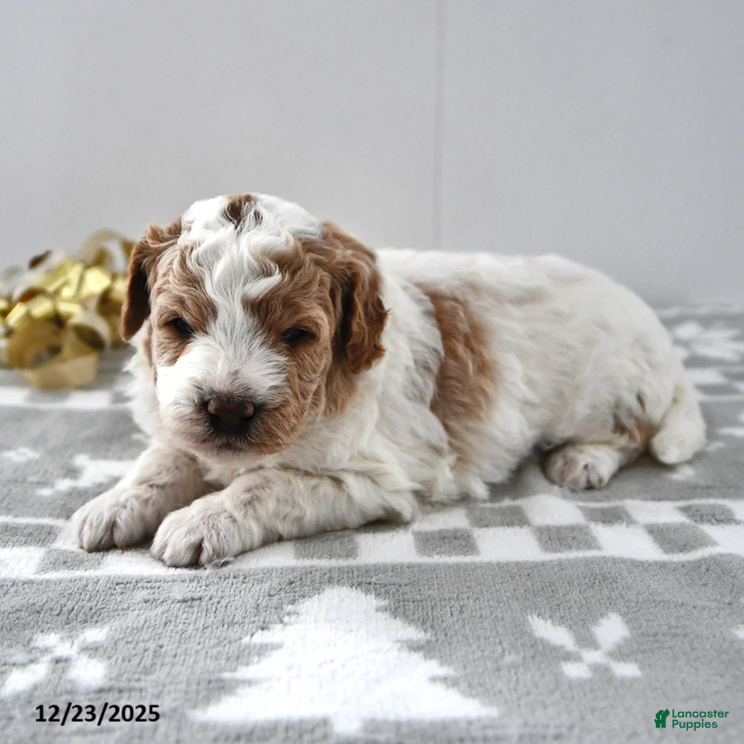 Mini Goldendoodle dogs for sale: Parker - Ad 13