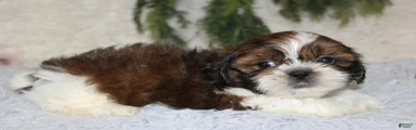 Shih Tzu 1