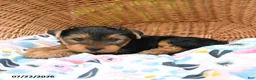 Yorkshire Terrier dogs for sale: Tigger - Ad 3