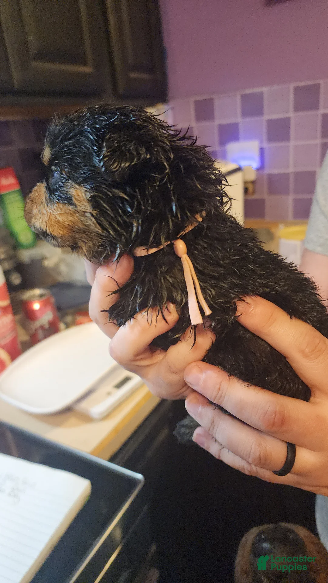 Rottweiler dogs for sale: Rottweiler Puppy 6 - Ad 1