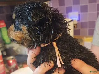 Rottweiler dogs Rottweiler Puppy 6 - Ad 21