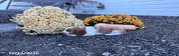 Welsh Springer Spaniel dogs for sale: Luna - Ad 11