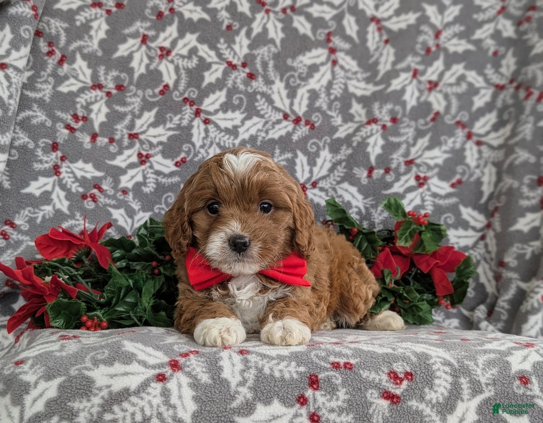 Cavapoo dogs for sale: Zachary Hypoallergenic - Ad 6