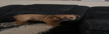 English Bulldog 3