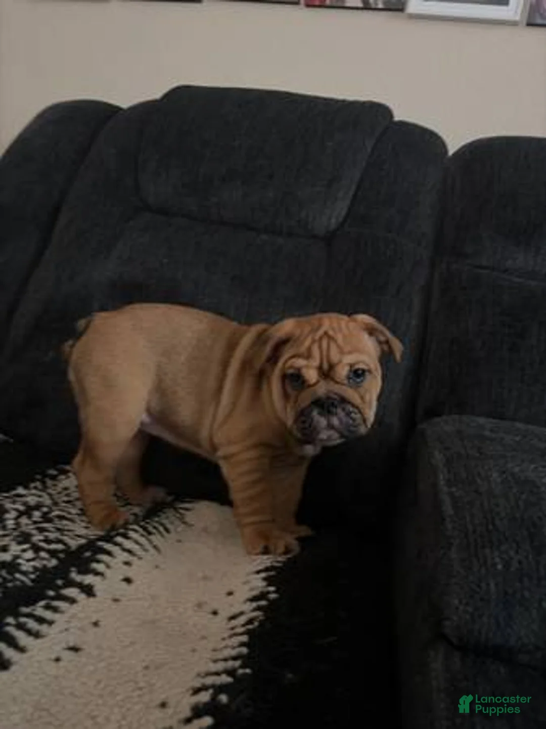 English Bulldog dogs for sale: English Bulldog 3 - Ad 1