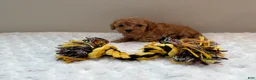 Toy Poodle dogs for sale: Teacup Toy Poodle boy  - Ad 3