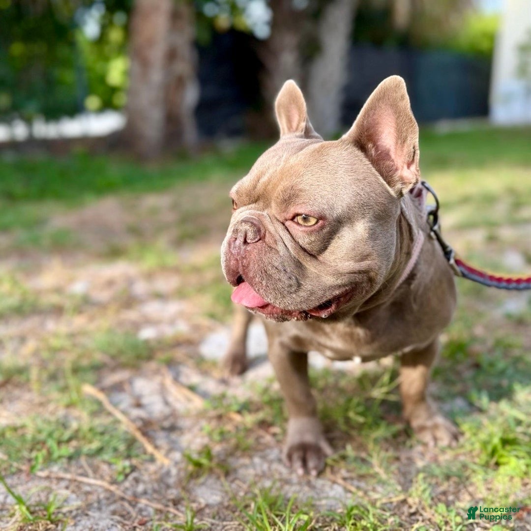 French Bulldog dogs for sale: Enzo - Ad 5