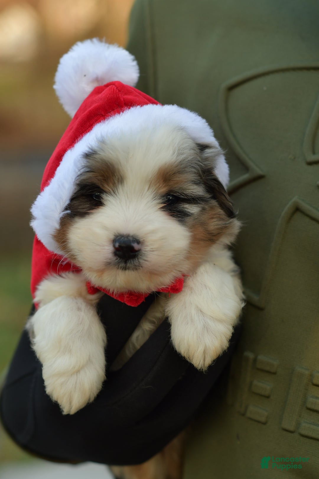 Mini Aussiedoodle dogs for sale: Cash - Ad 22