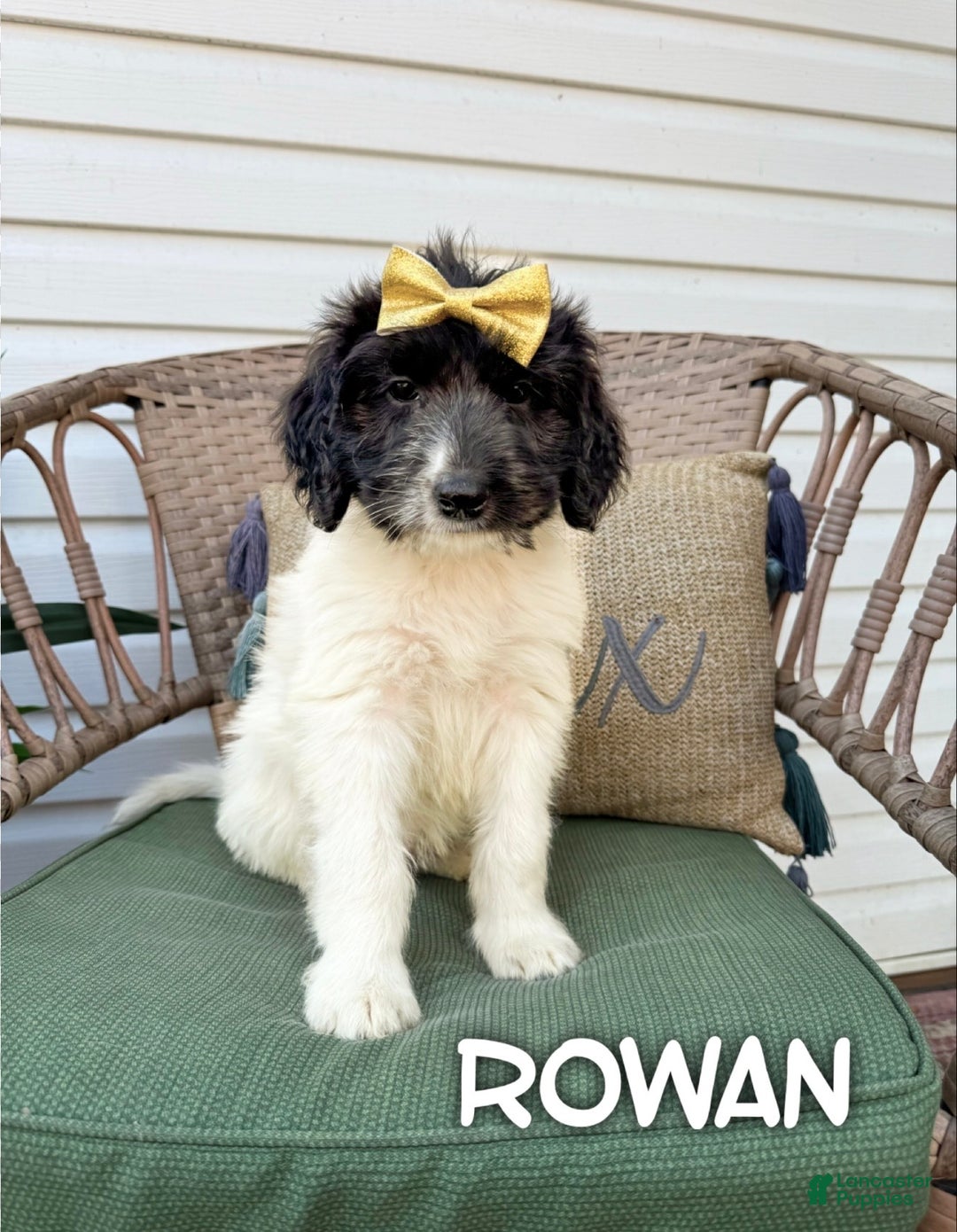 Saint Berdoodles dogs for sale: Rowan - Ad 1