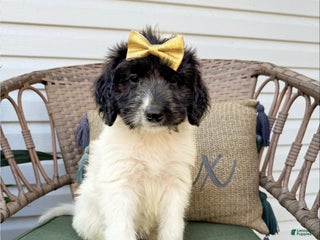 Saint Berdoodles dogs Rowan - Ad 4