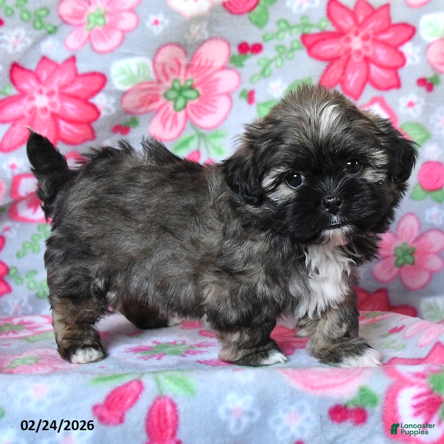 Teddy Bear dogs Cora  - Ad 2