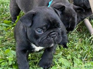 French Bulldog dogs - Ad 33