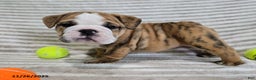 English Bulldog dogs for sale: Jaxon - Ad 1