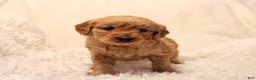 Mini Goldendoodle dogs for sale: Lucy - Ad 3