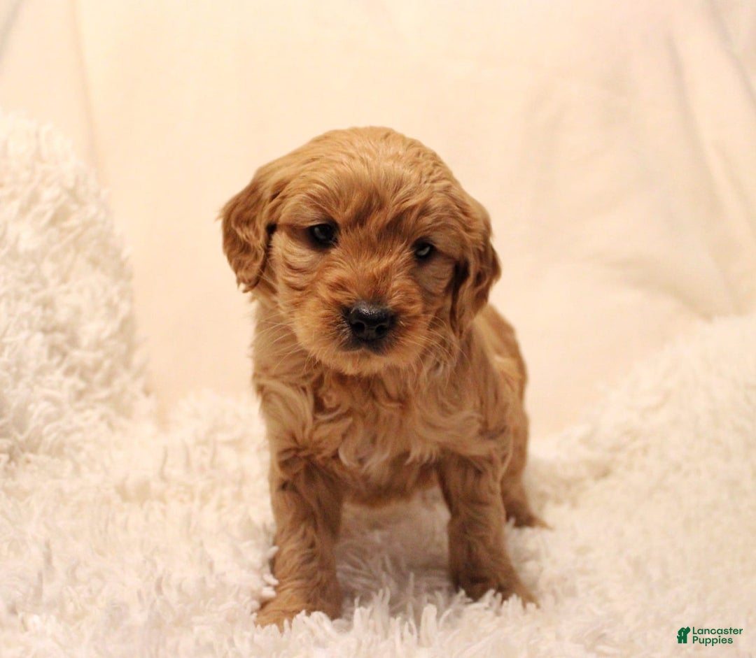 Mini Goldendoodle dogs for sale: Lucy - Ad 3