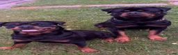 Rottweiler dogs for sale: XXL Heenoch  - Ad 3