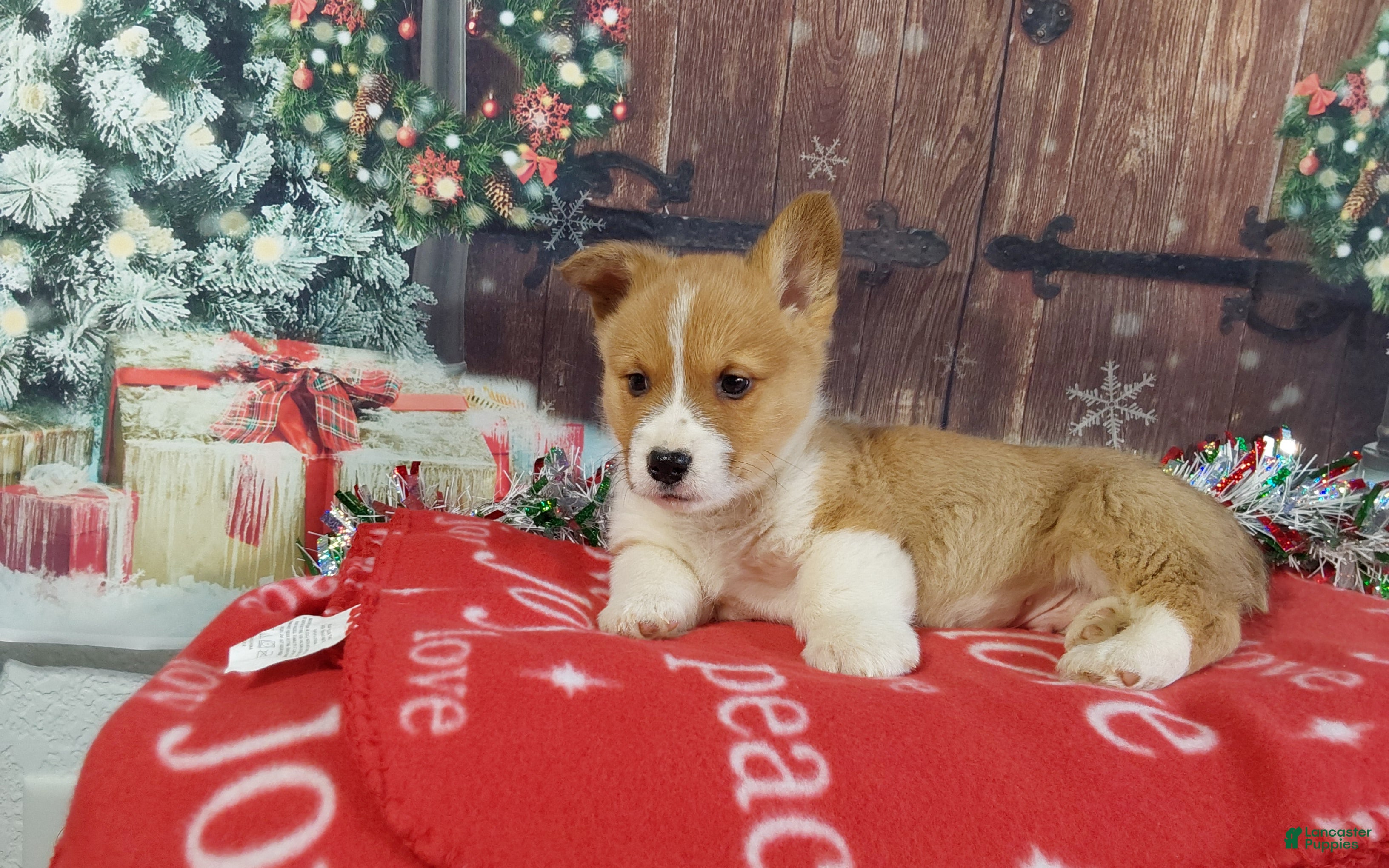 Welsh Corgi Pembroke dogs Welsh Corgi Pembroke Puppy 1 - Ad 2