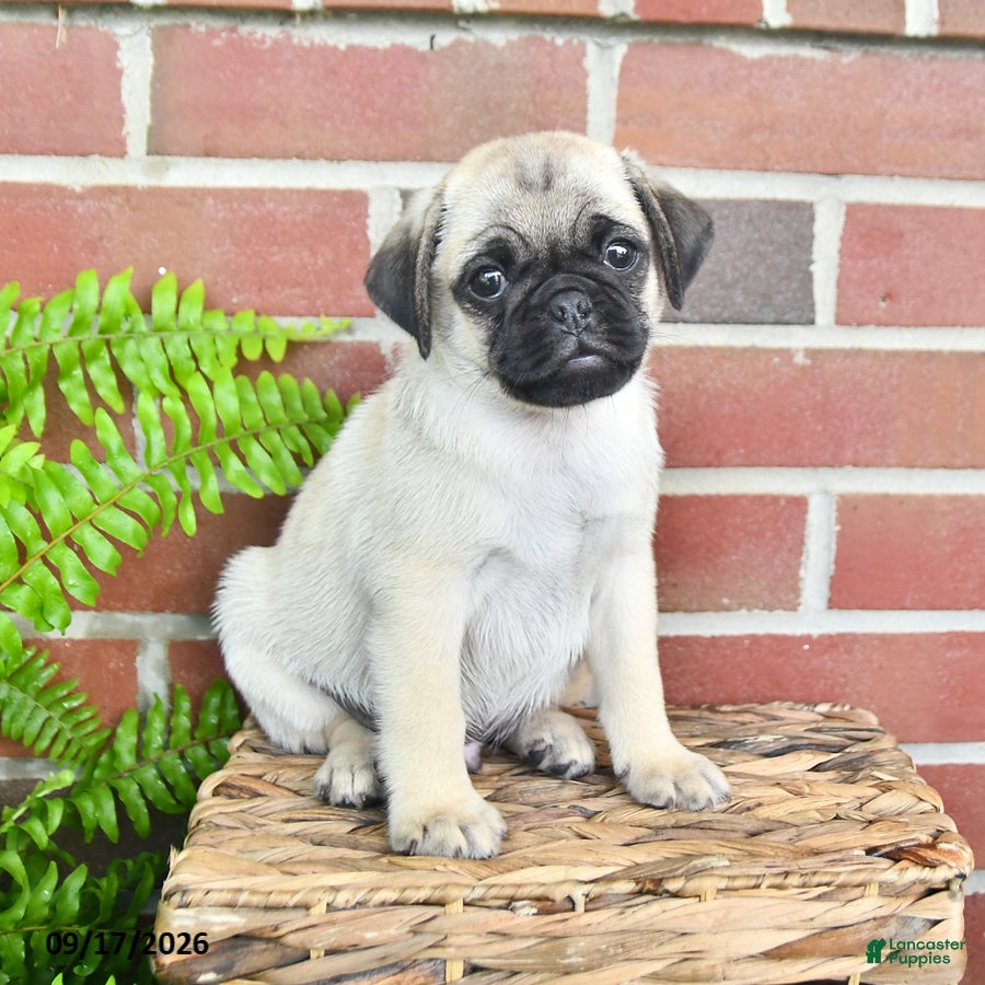 Pug dogs Tango - Ad 2