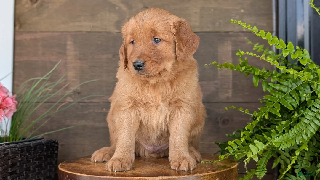 Golden Retriever dogs for sale: Spencer - Ad 2