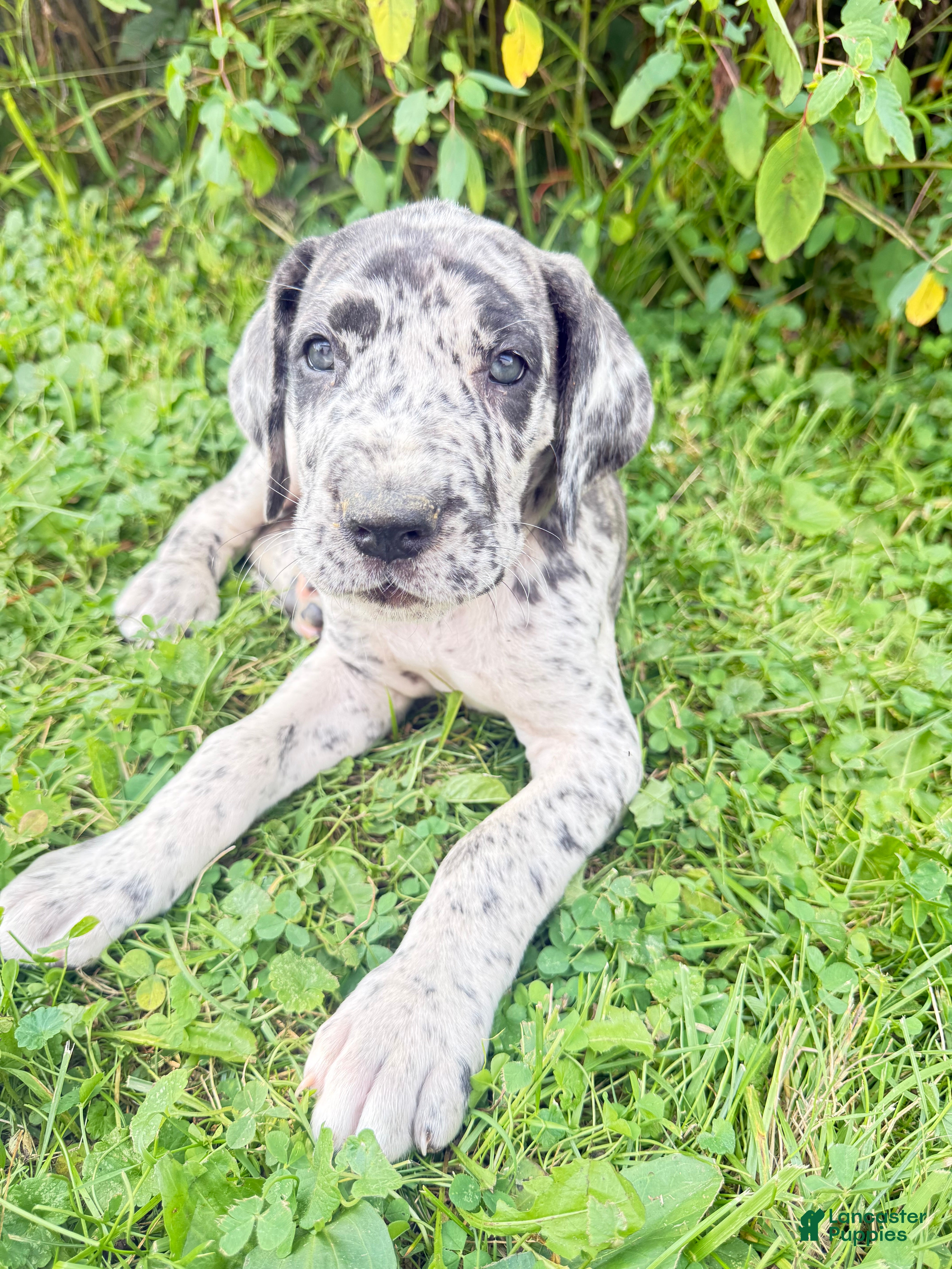 Great Dane dogs Freckles- blue - Ad 19