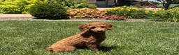 Cockapoo dogs for sale: Shellie - Ad 4