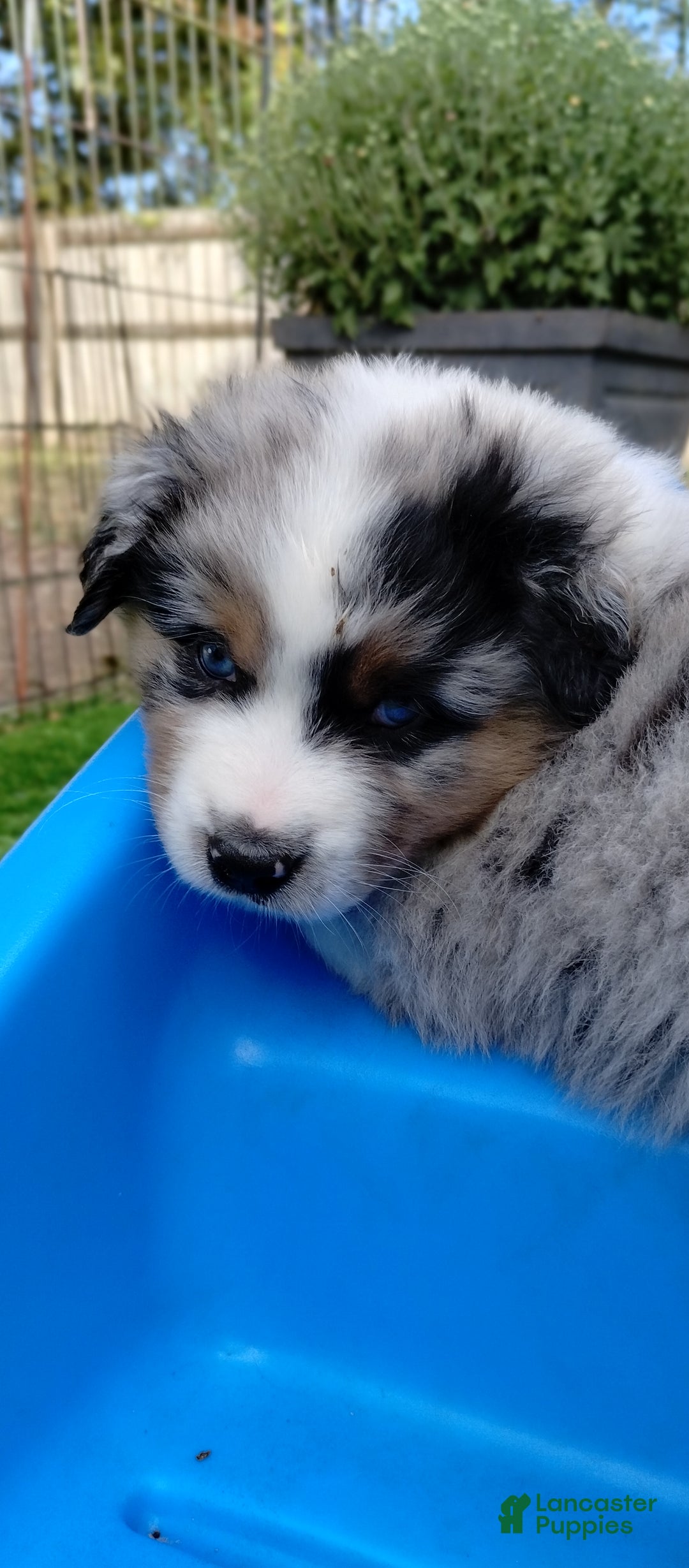 Miniature Australian Shepherd dogs for sale: Nickel - Ad 5