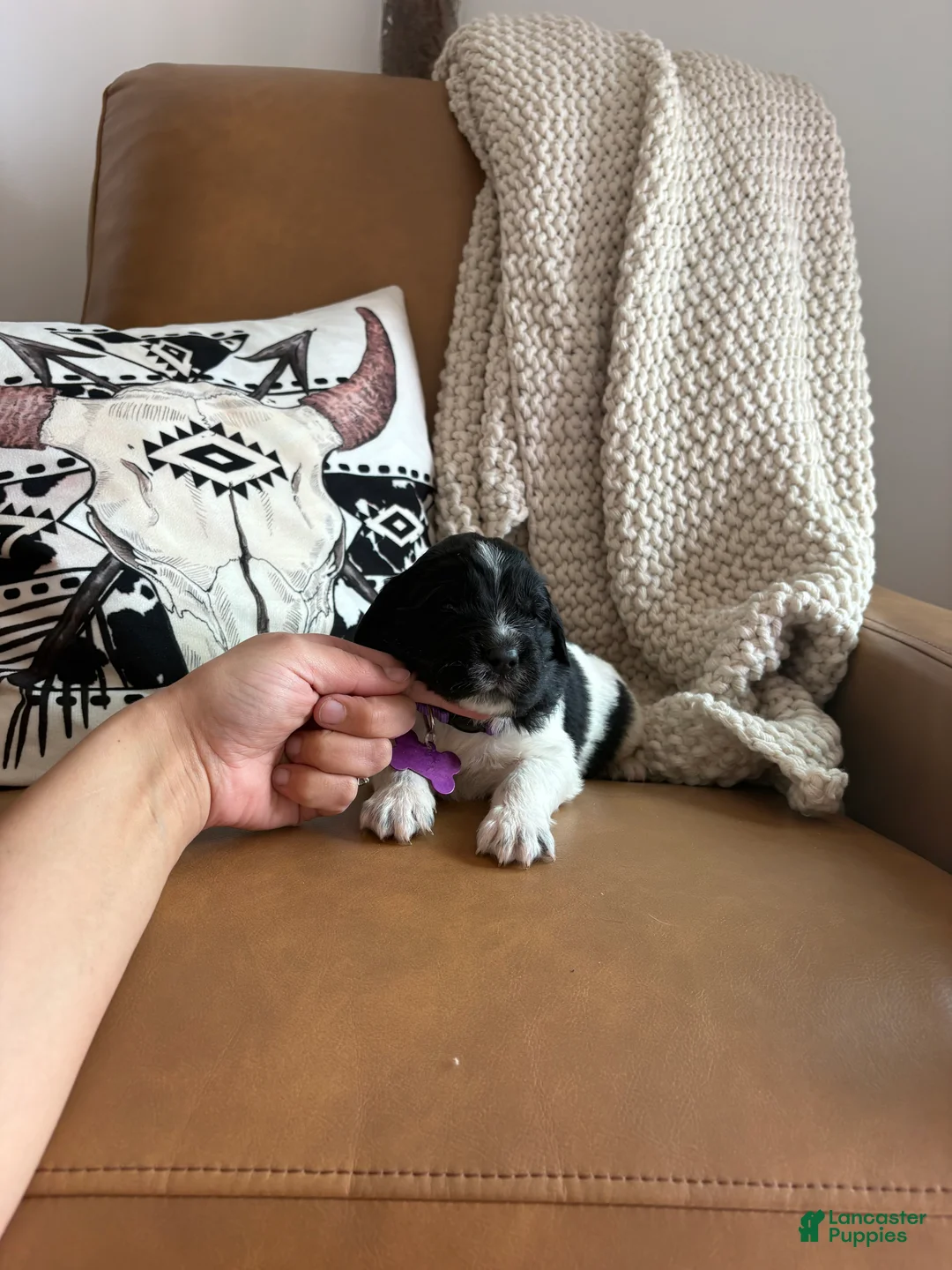 Newfoundland dogs for sale: Blossom  - Ad 1