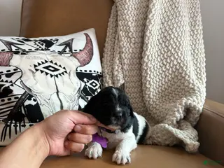 Newfoundland dogs Blossom - Ad 26