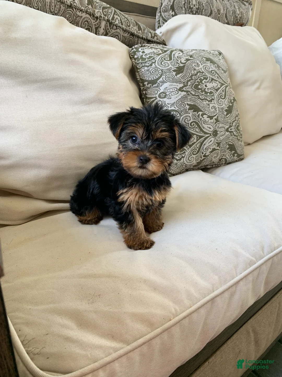 Yorkshire Terrier dogs for sale: Zara - Ad 2