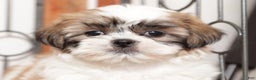 Shih Tzu dogs for sale: Linn - Ad 4