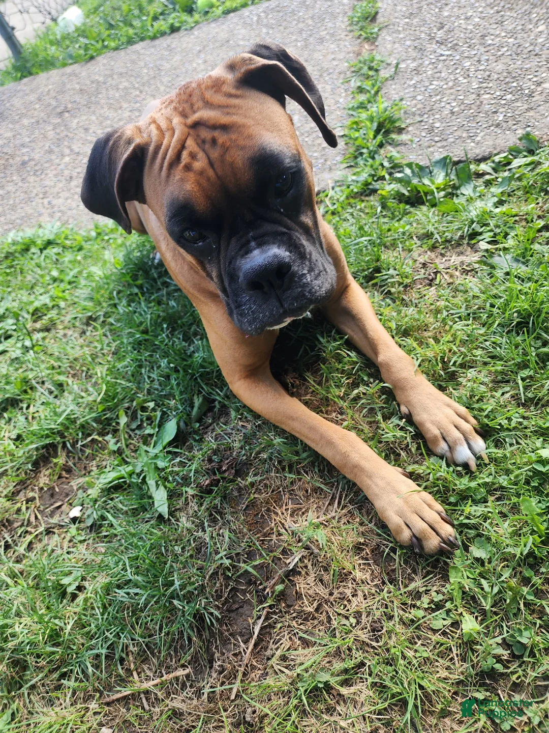 Boxer dogs for sale: Blue - Ad 12