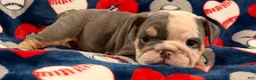 English Bulldog dogs for sale: English Bulldog 2 - Ad 3